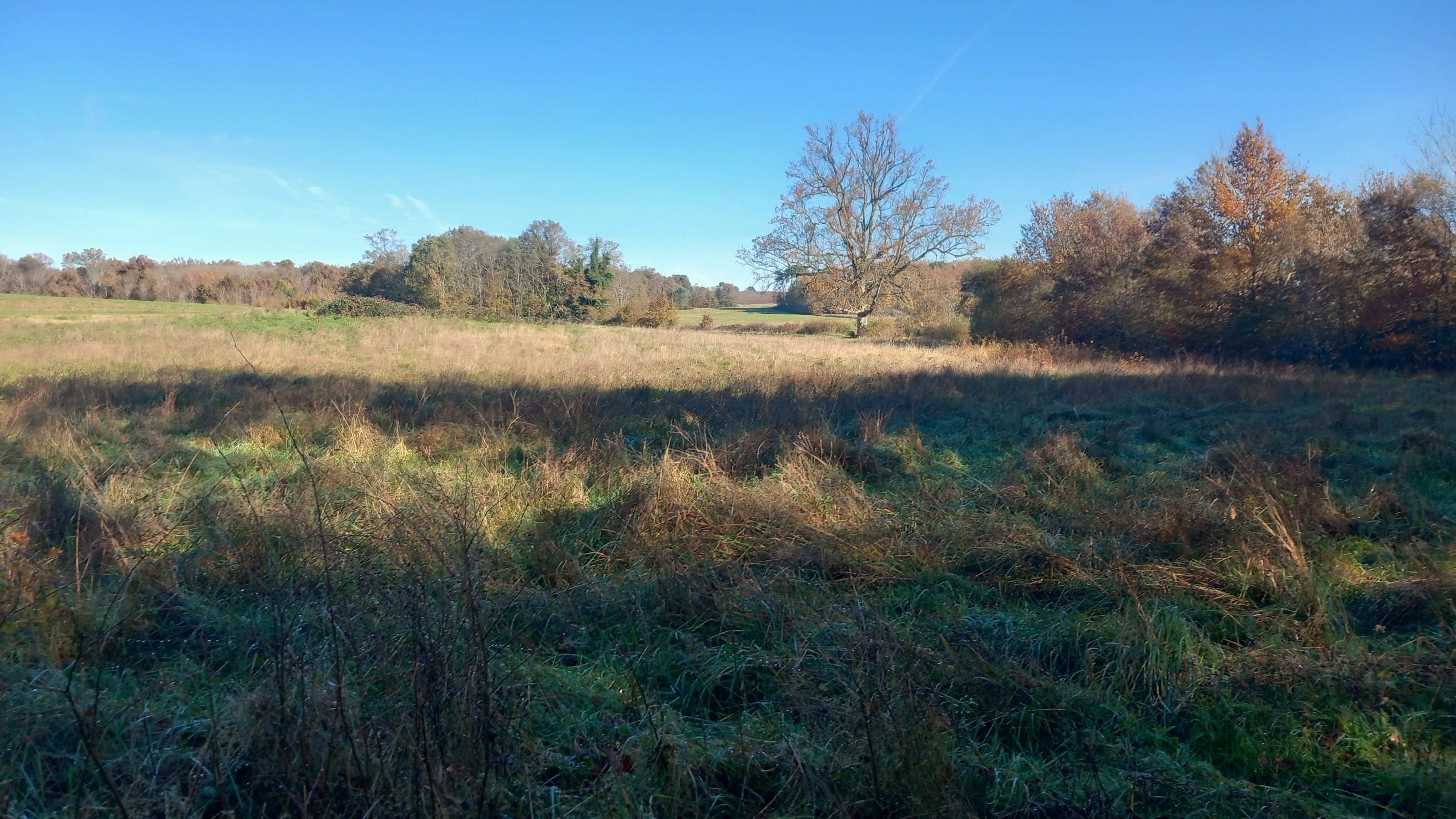 Afforestation of 20.94 hectares of former vineyards in Targon — 2