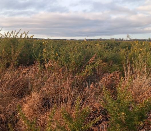 Plantation de 15,48 hectares après un incendie en Gironde — 1