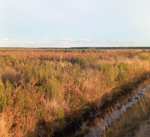 Plantation de 15,48 hectares après un incendie en Gironde — 2
