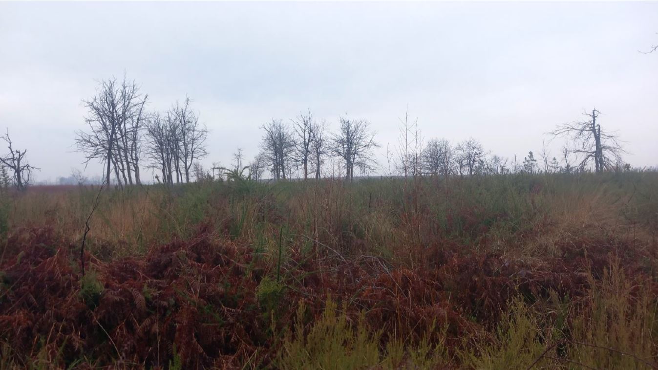 Reforestation of a burnt-out forest in Landiras — 1