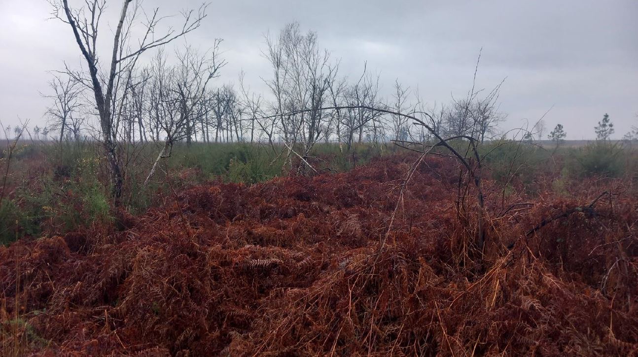 Reforestation of a burnt-out forest in Landiras