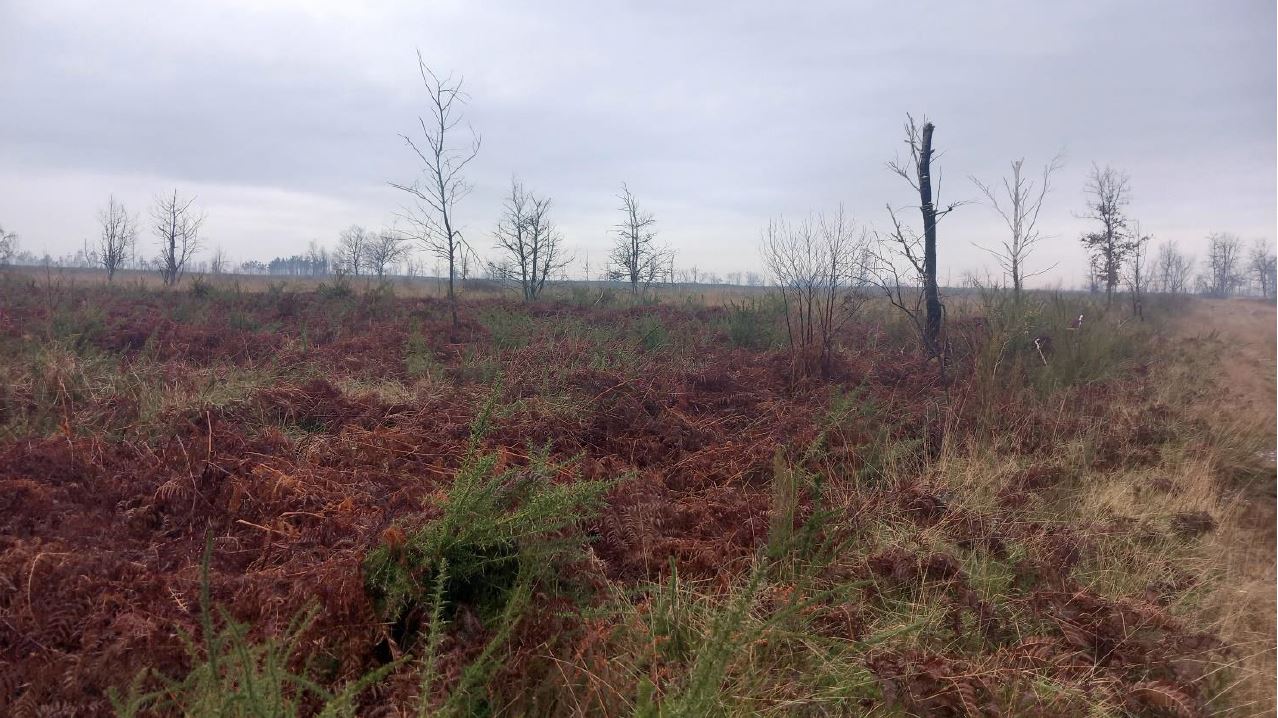 Reforestation of a burnt-out forest in Landiras — 2
