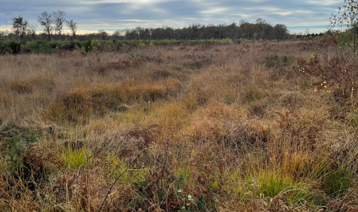 Reboisement d'une forêt incendiée à Saint-Symphorien et Origne