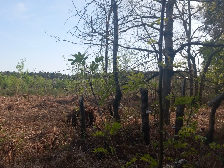 Plantation de 3,9 hectares après un incendie en Gironde — 1