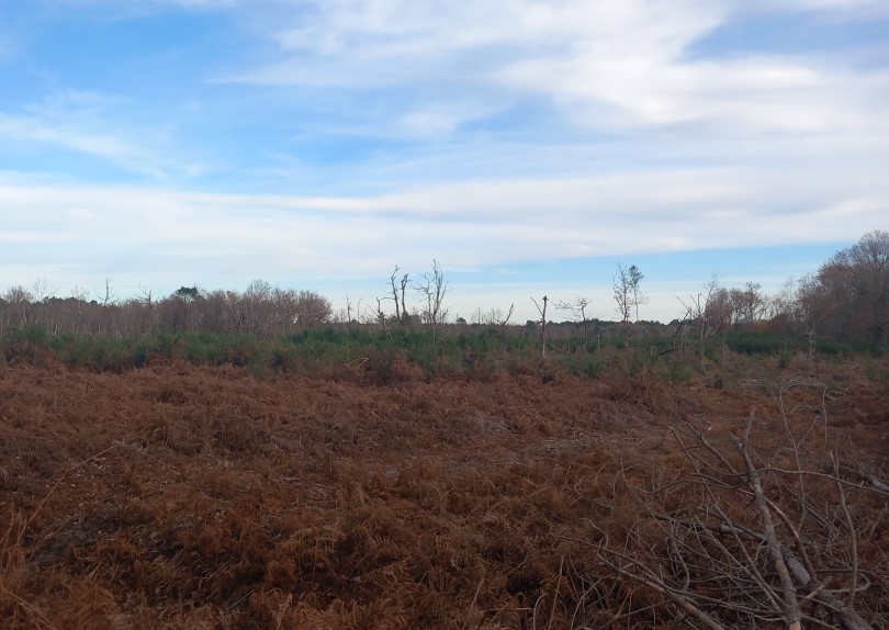 Plantation de 3,9 hectares après un incendie en Gironde