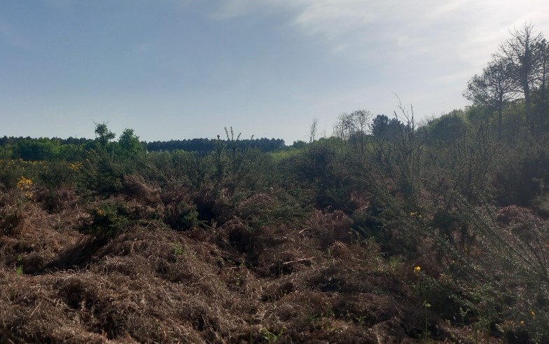 Plantation de 3,9 hectares après un incendie en Gironde — 2