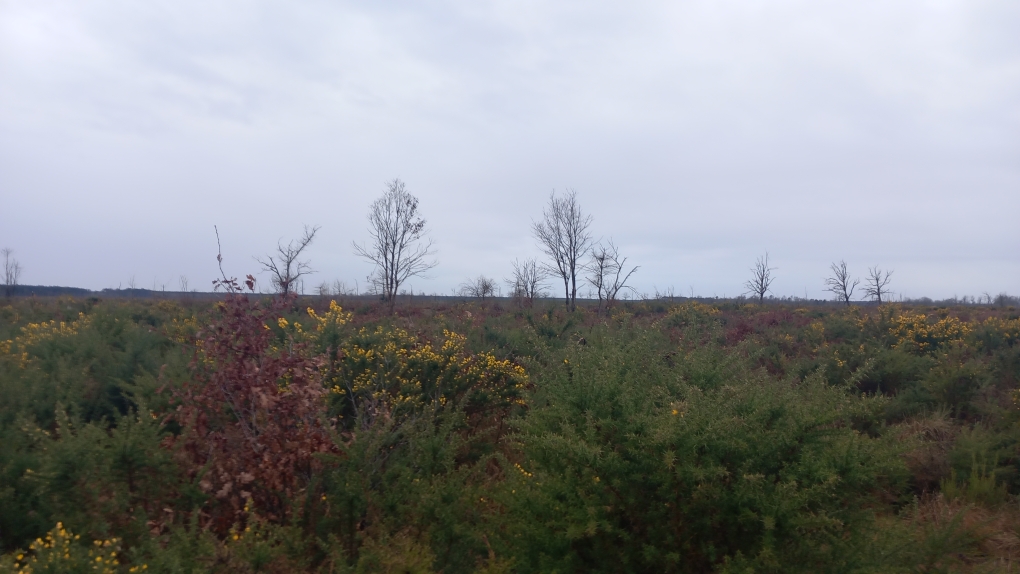 Reboisement d'une forêt incendiée à Saumos