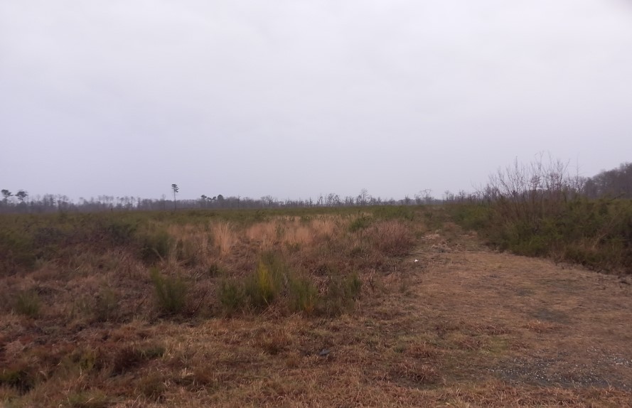 Reforestation of 24.5 hectares following a fire in Hostens — 2