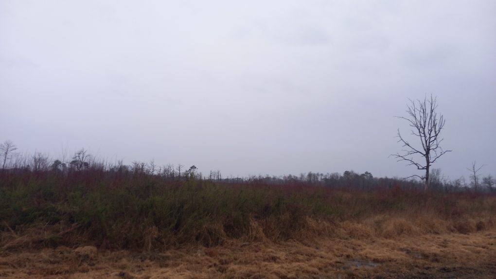 Reforestation of 24.5 hectares following a fire in Hostens — 1