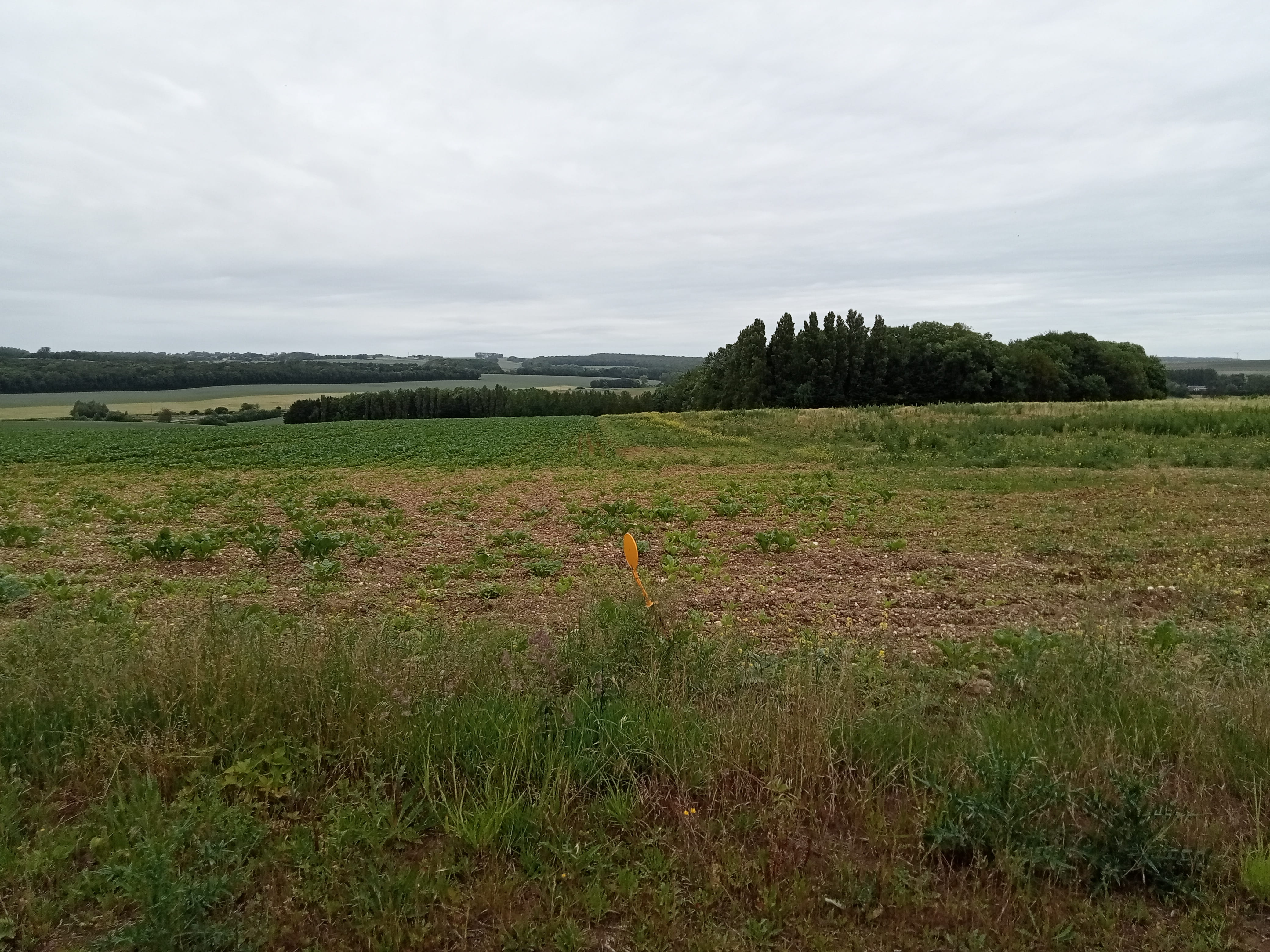 New diversified afforestation in Carnoy-Mametz — 1