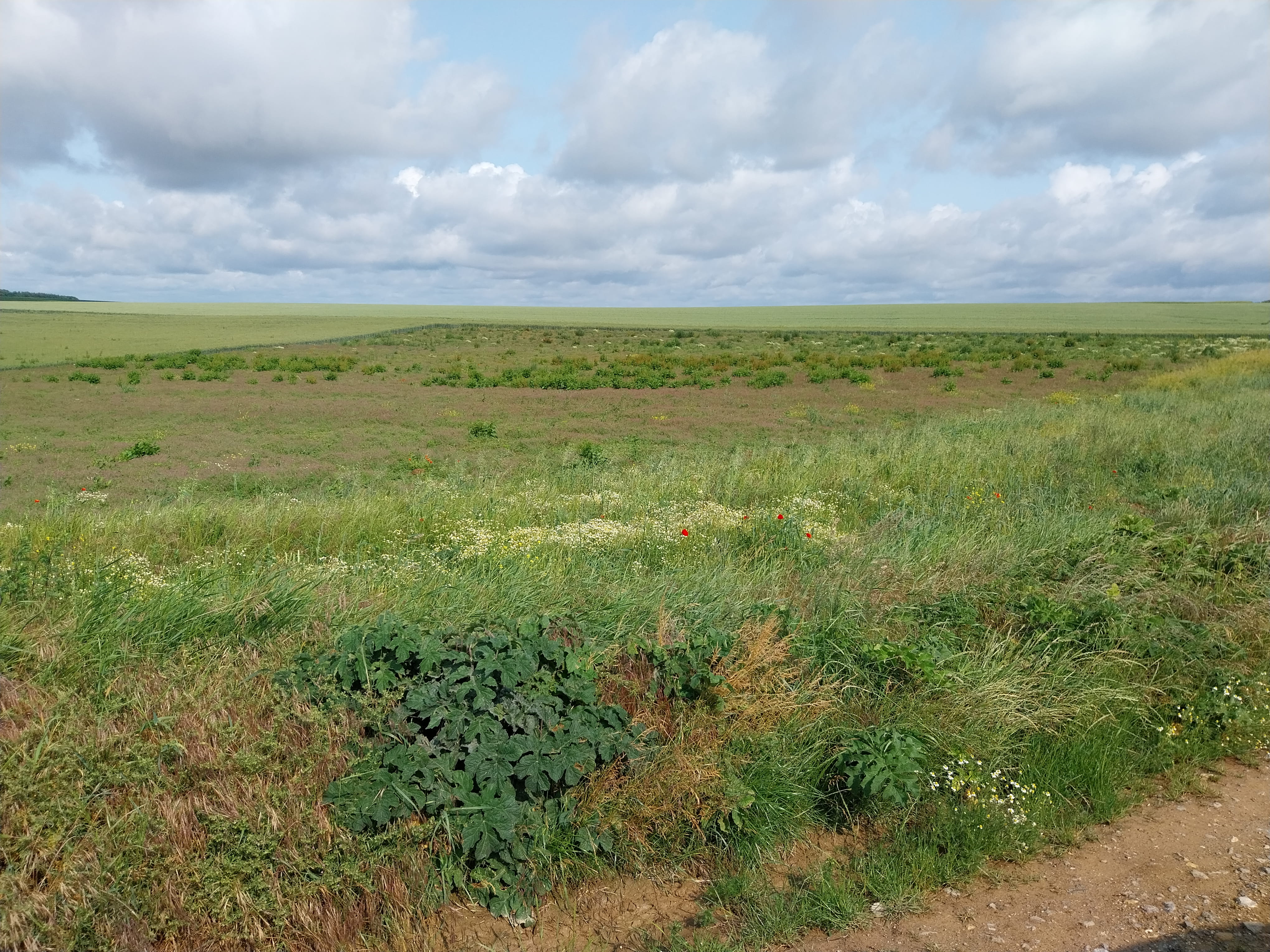 New diversified afforestation in Carnoy-Mametz