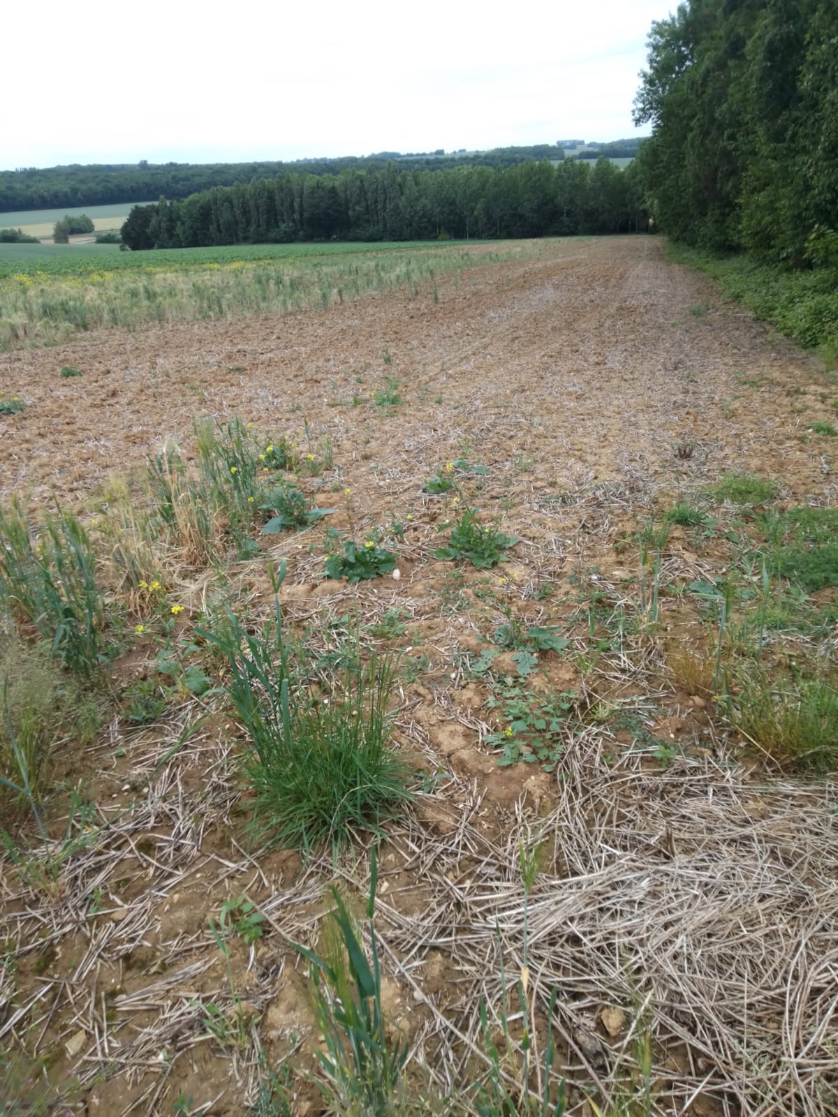 New diversified afforestation in Carnoy-Mametz — 2