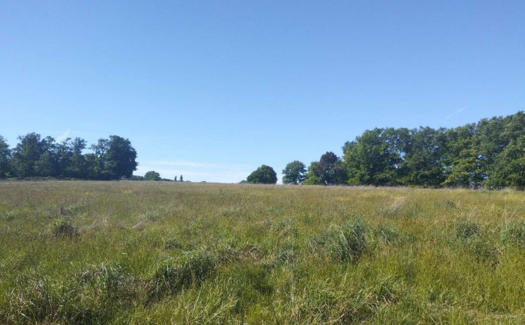Nouveau boisement diversifié à Beauronne