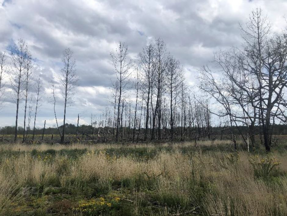 Reforestation of 23 hectares of land burnt in Belin-Béliet — 1
