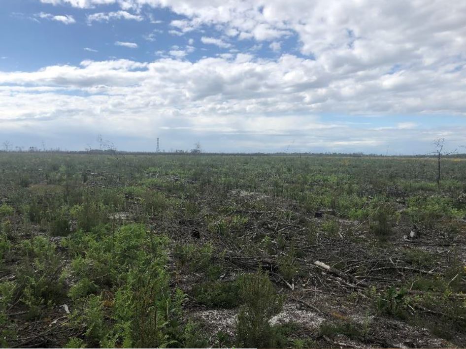 Reforestation of 23 hectares of land burnt in Belin-Béliet — 2