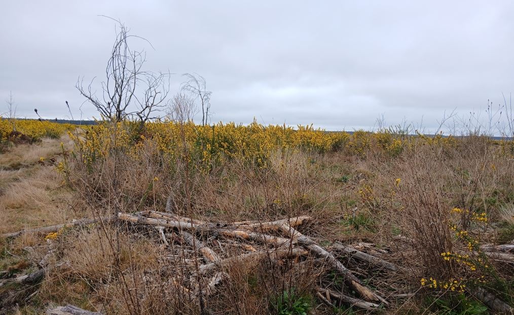 Reforestation of a burnt-out forest in Sainte-Hélène
