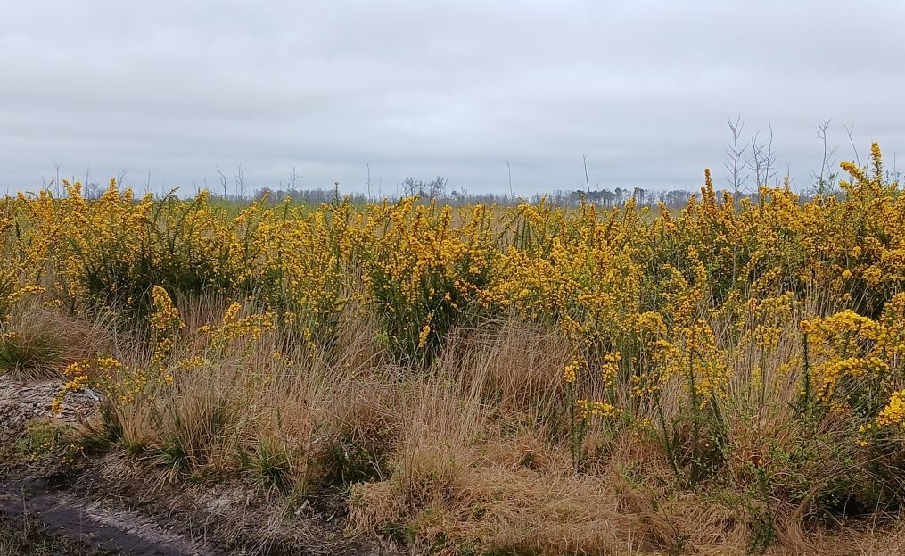 Reforestation of a burnt-out forest in Sainte-Hélène — 1