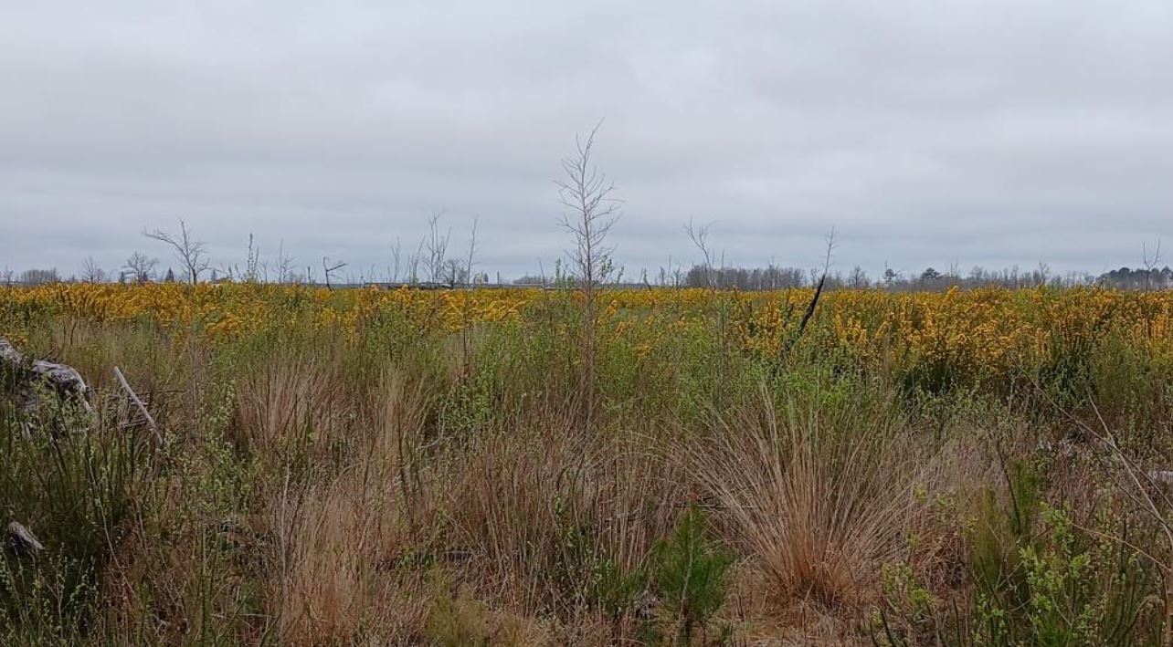 Reforestation of a burnt-out forest in Sainte-Hélène — 2