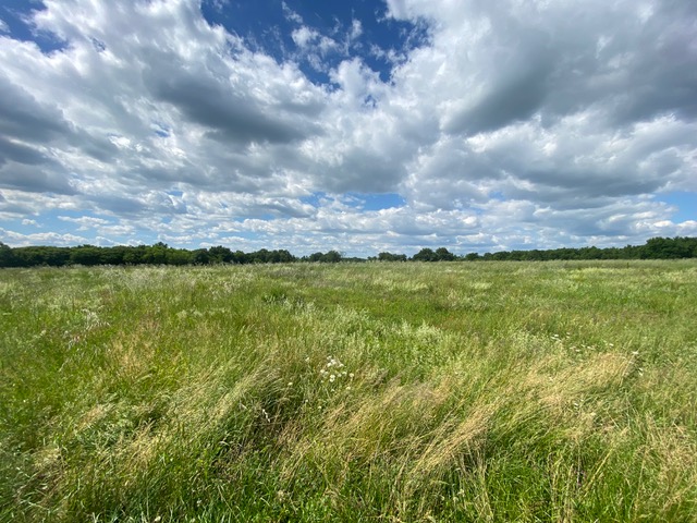 Afforestation of 25.37 hectares across 4 municipalities in Gironde