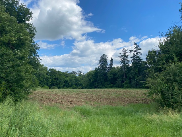 Afforestation of 25.37 hectares across 4 municipalities in Gironde — 2