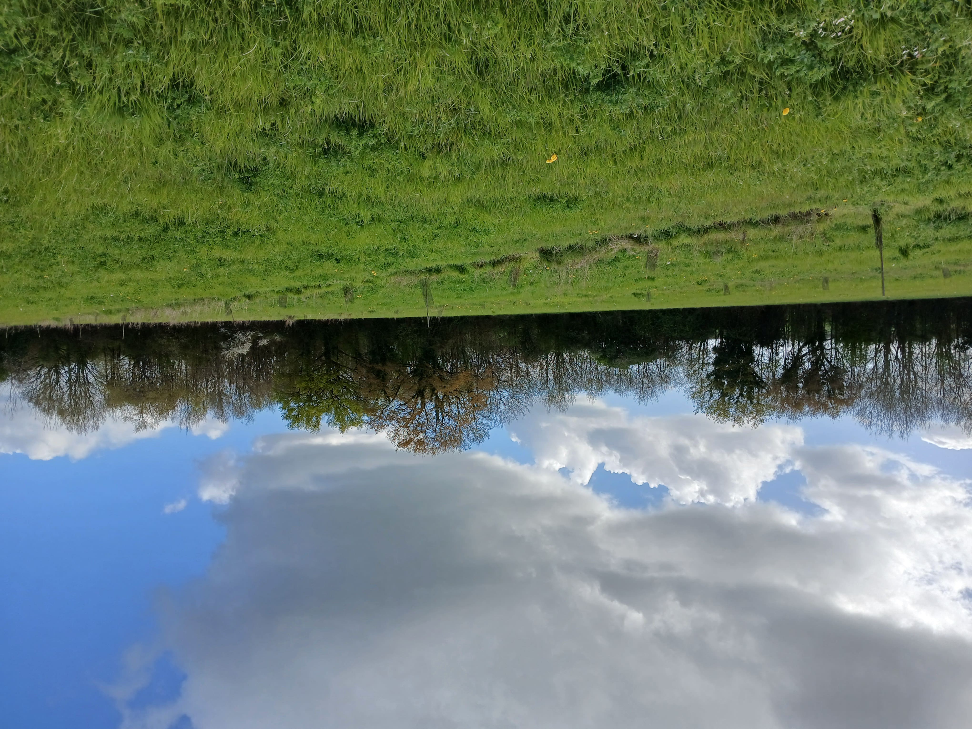 Plantation of 4.66 hectares in Challain-la-Potherie