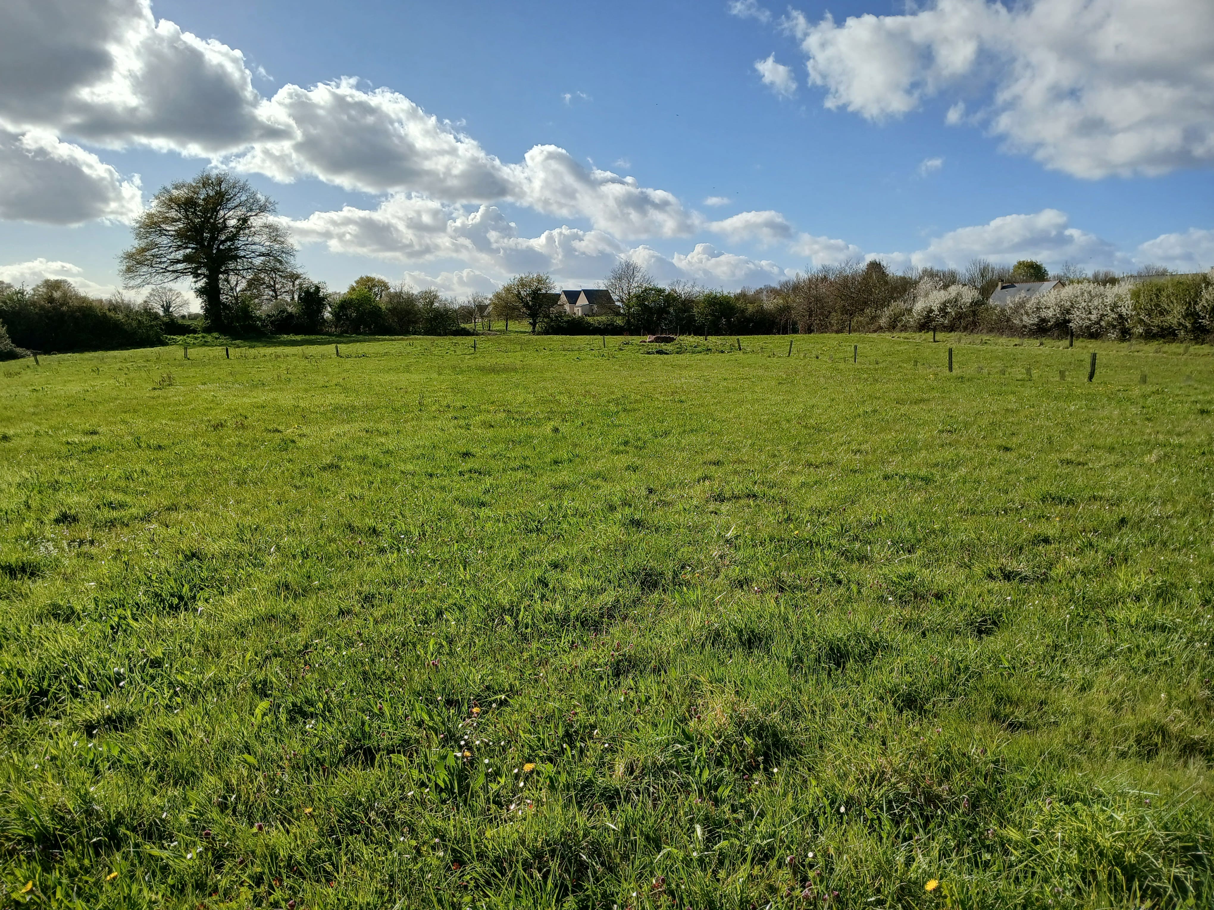 Plantation of 4.66 hectares in Challain-la-Potherie — 2