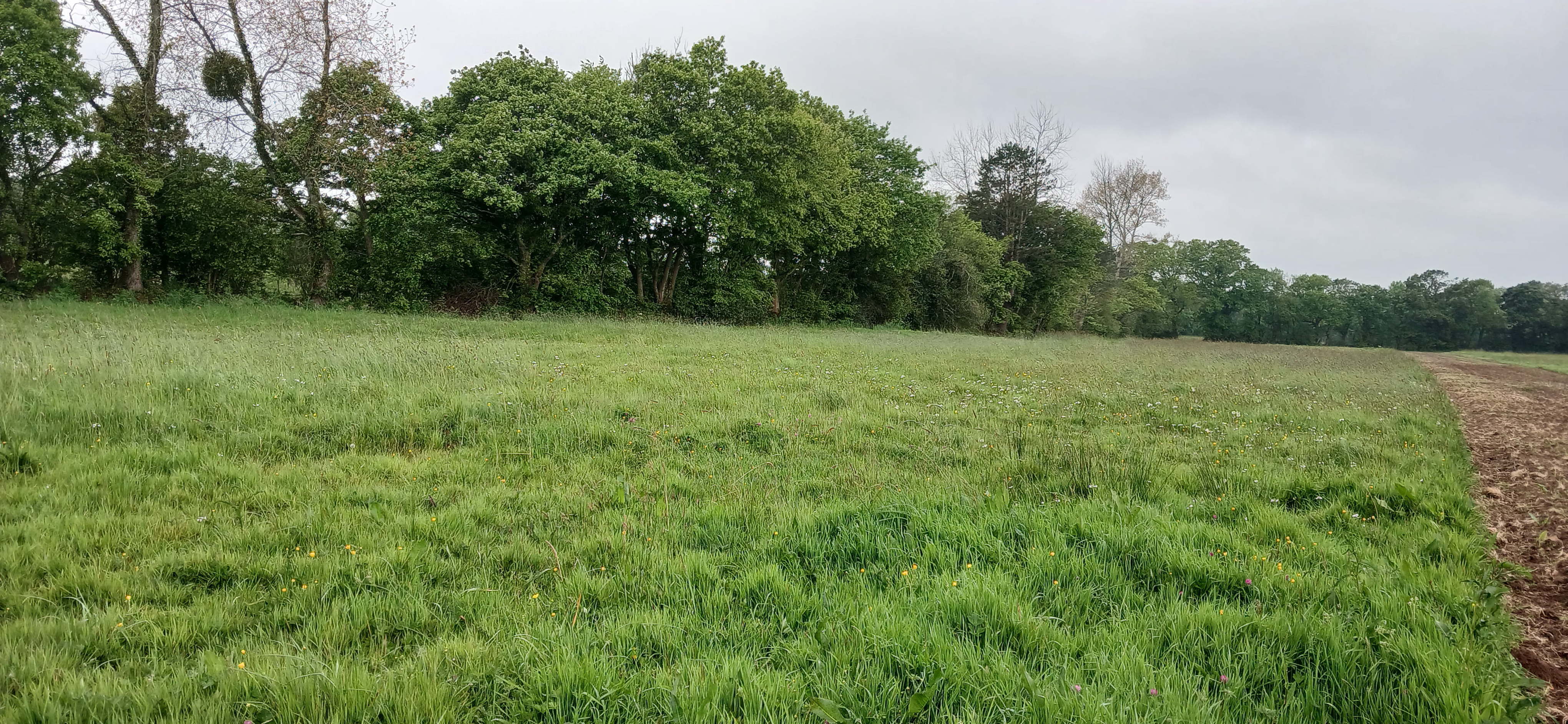 New afforestation covering 4.88 hectares in the Manche department — 1