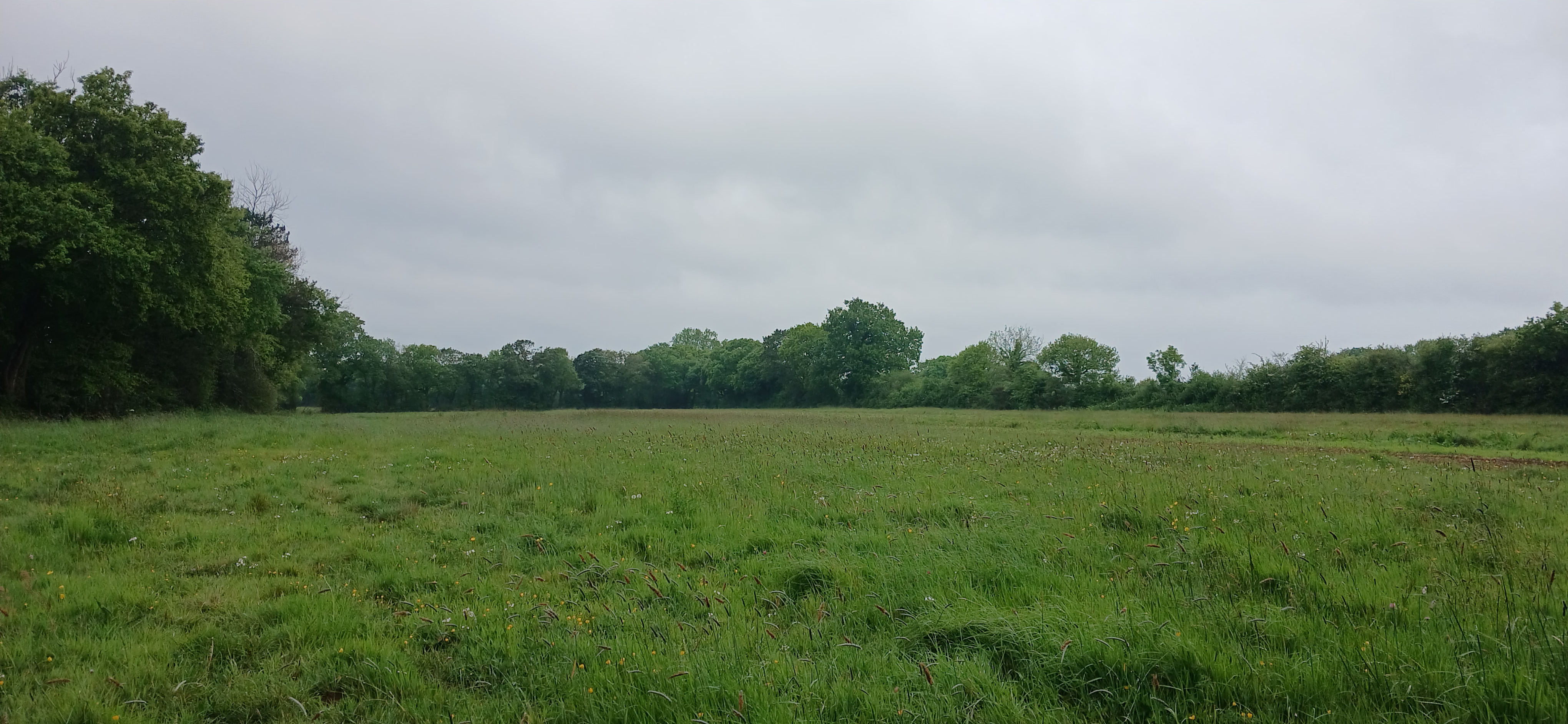 New afforestation covering 4.88 hectares in the Manche department