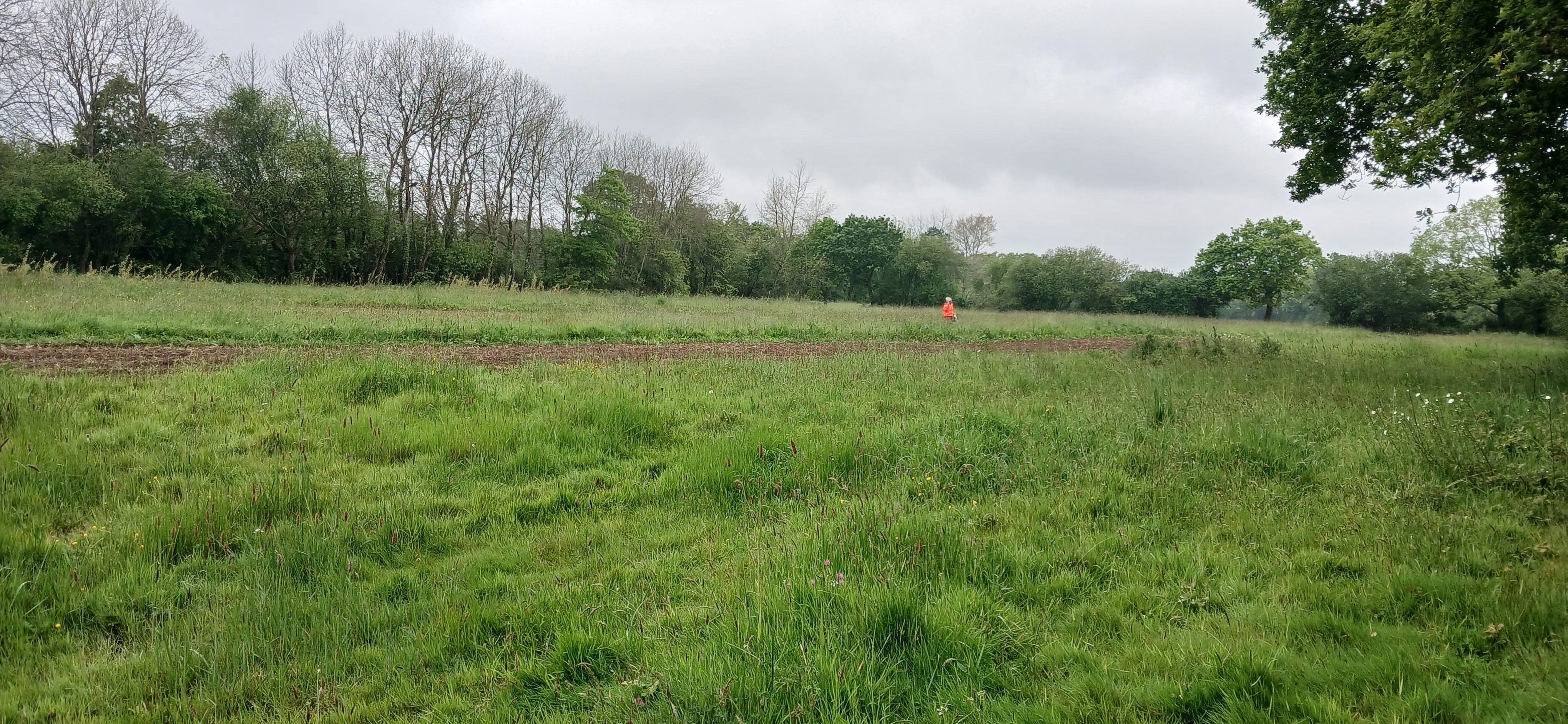 New afforestation covering 4.88 hectares in the Manche department — 2