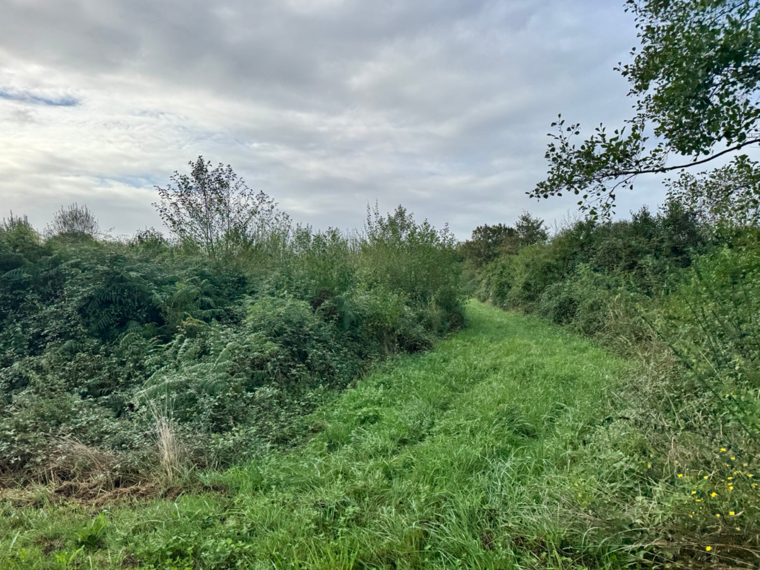 Boisement de 7,65 hectares à Aire-sur-l'Adour — 2