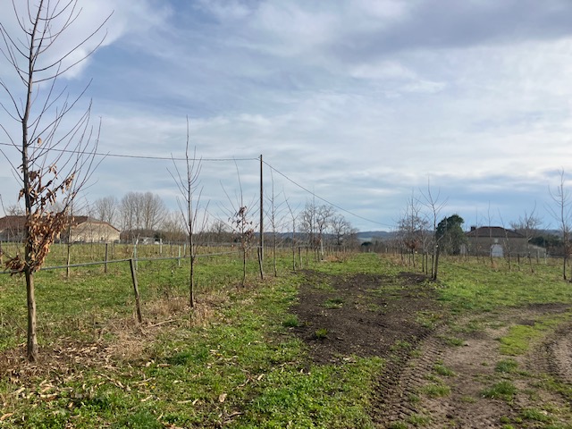 Plantation de pruneaux d'Agen et de châtaigniers dans le Lot-et-Garonne — 2