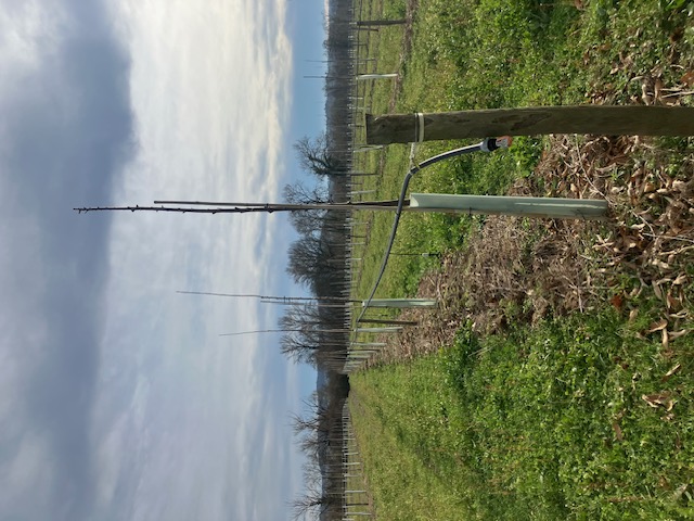 Plantation de pruneaux d'Agen et de châtaigniers dans le Lot-et-Garonne — 1