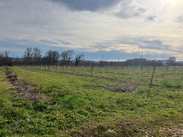 Plantation de pruneaux d'Agen et de châtaigniers dans le Lot-et-Garonne