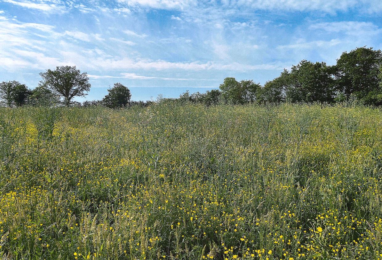 Forest expansion in Val d'Erdre-Auxence — 2