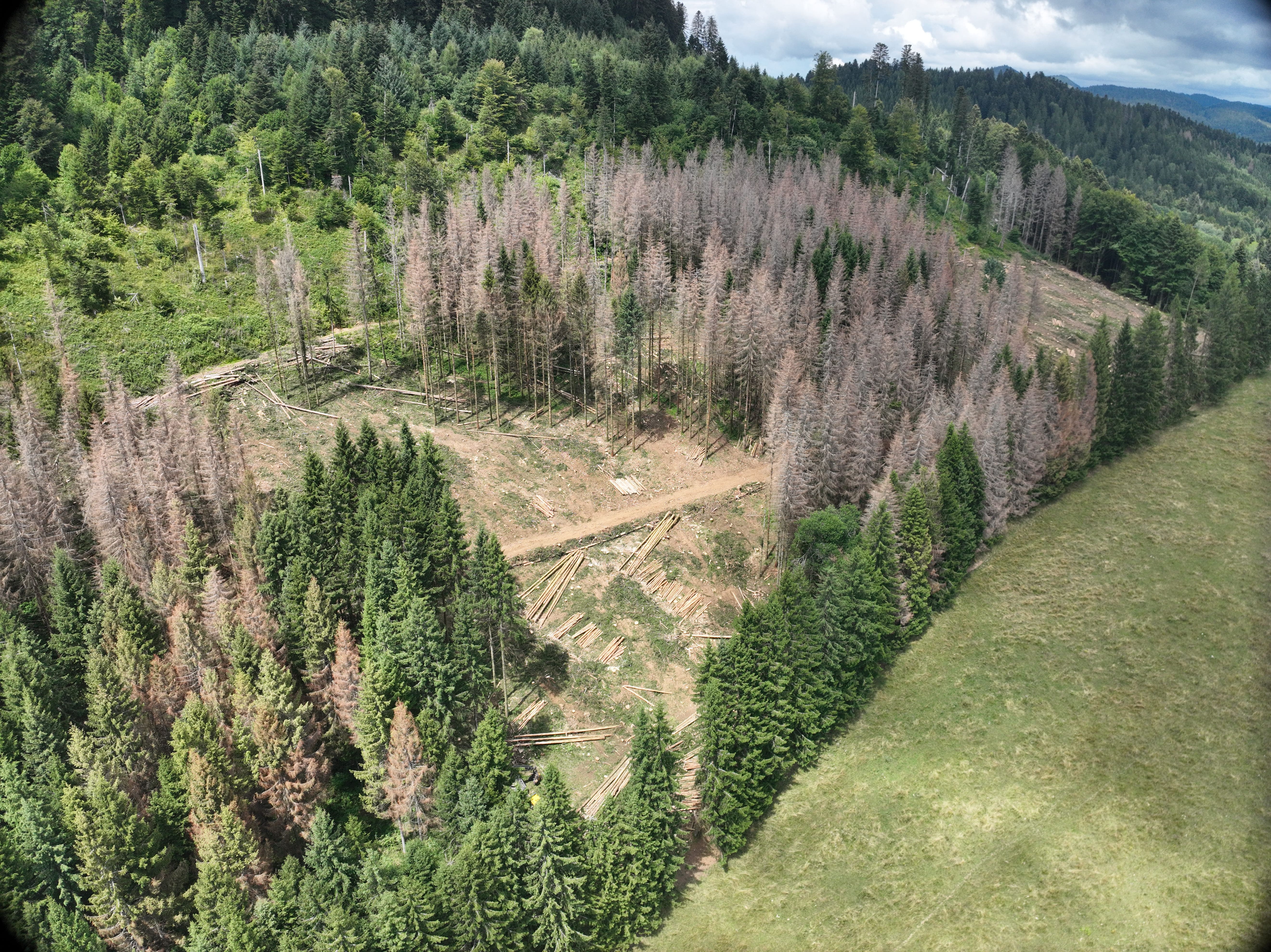 Reboisement de 6,63 hectares à Brénod — 1
