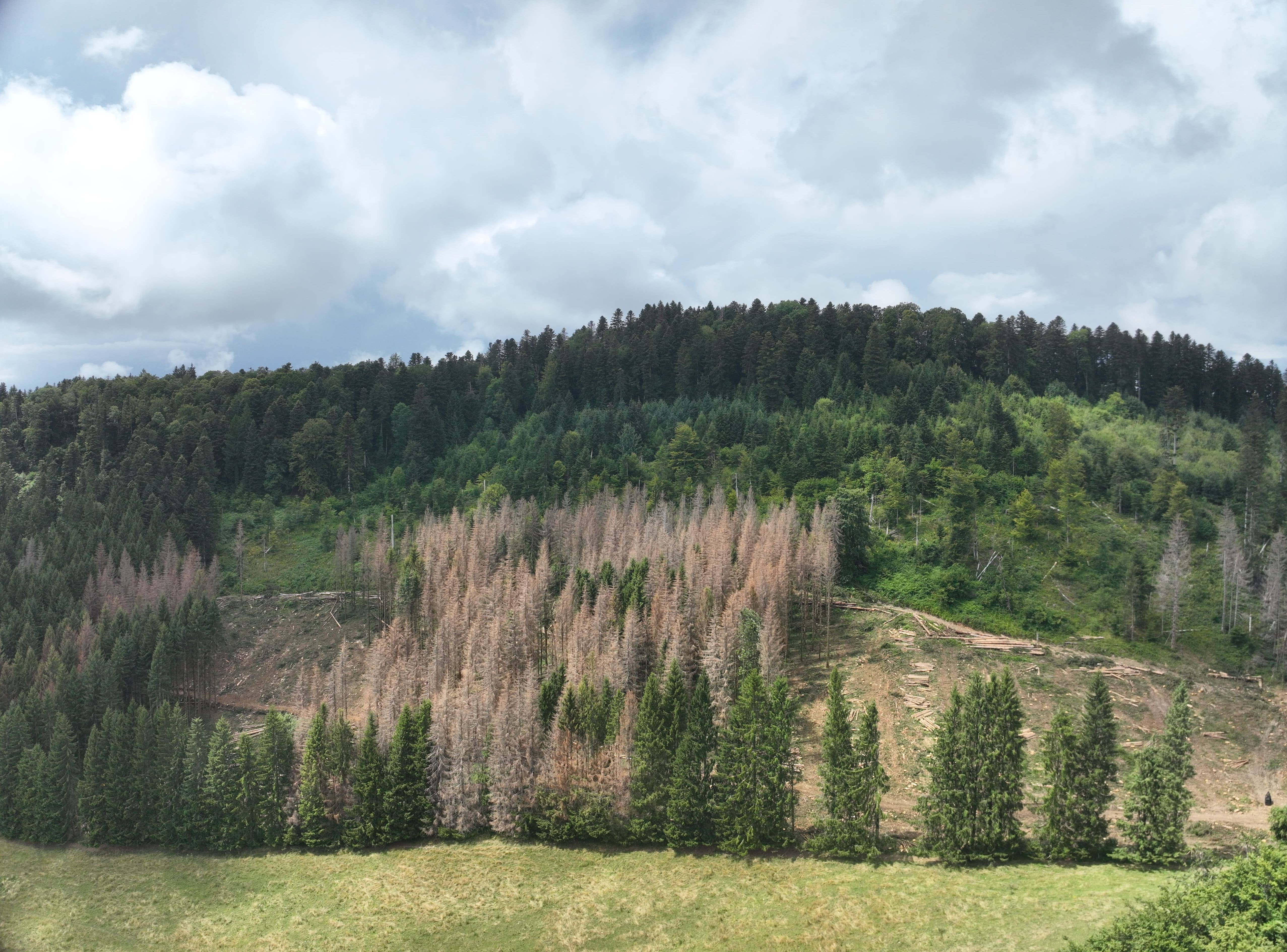 Reboisement de 6,63 hectares à Brénod