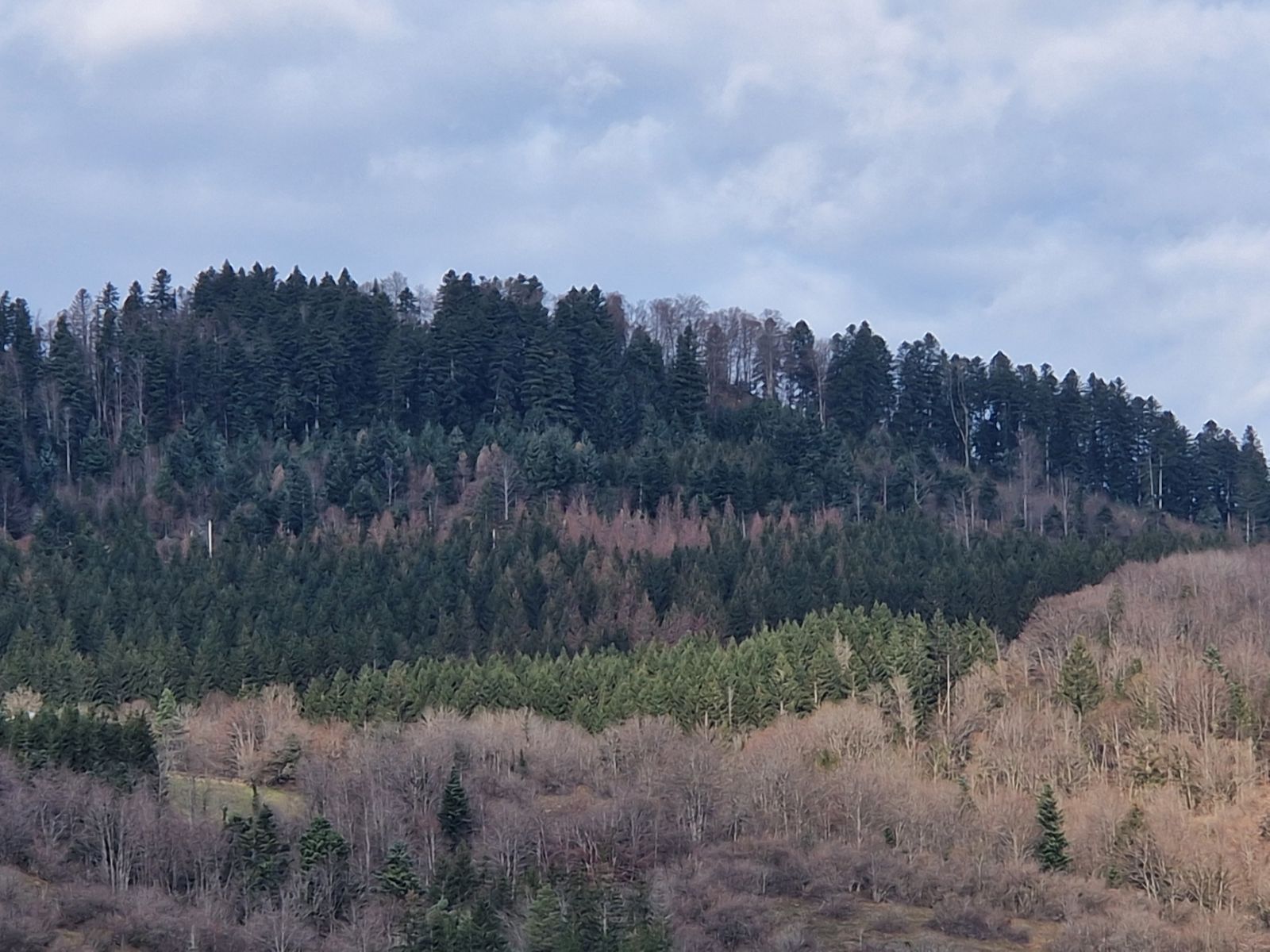 Reboisement de 6,63 hectares à Brénod — 2