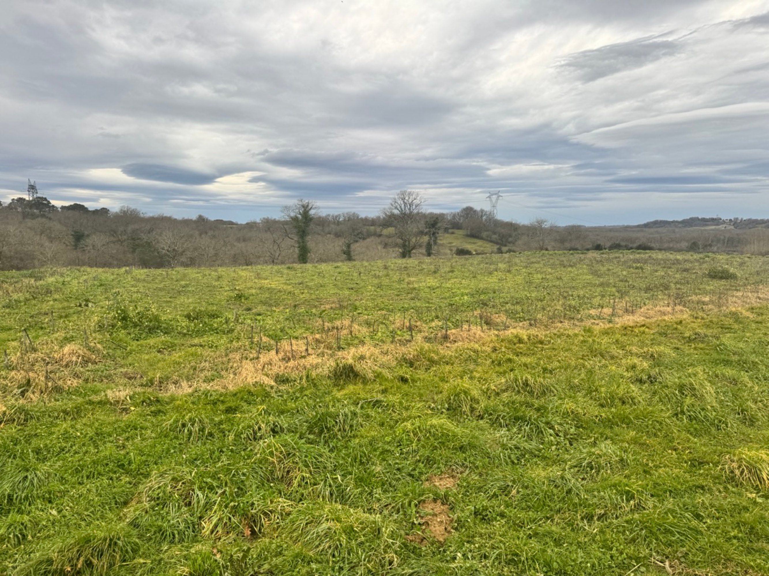 Afforestation of 7.65 hectares in Bonnegarde and Amou