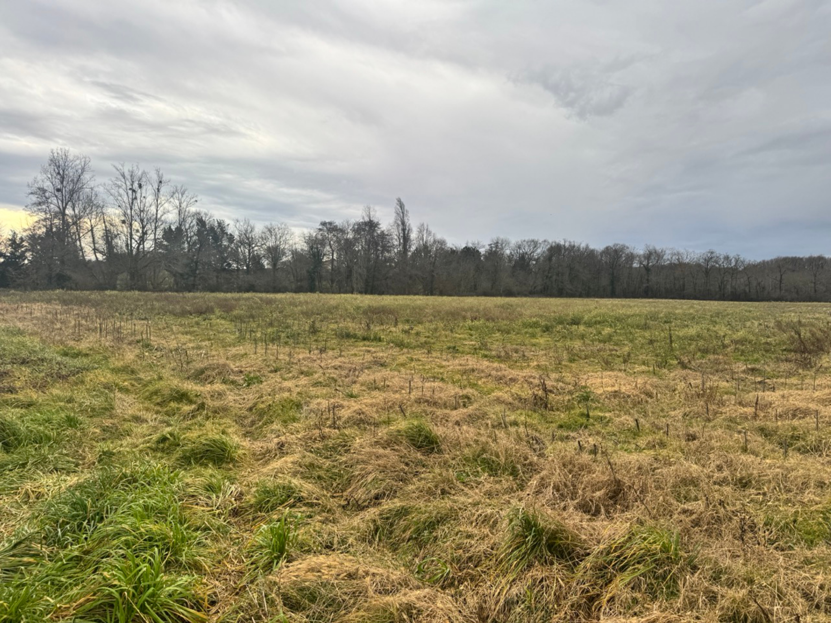 Afforestation of 7.65 hectares in Bonnegarde and Amou — 1