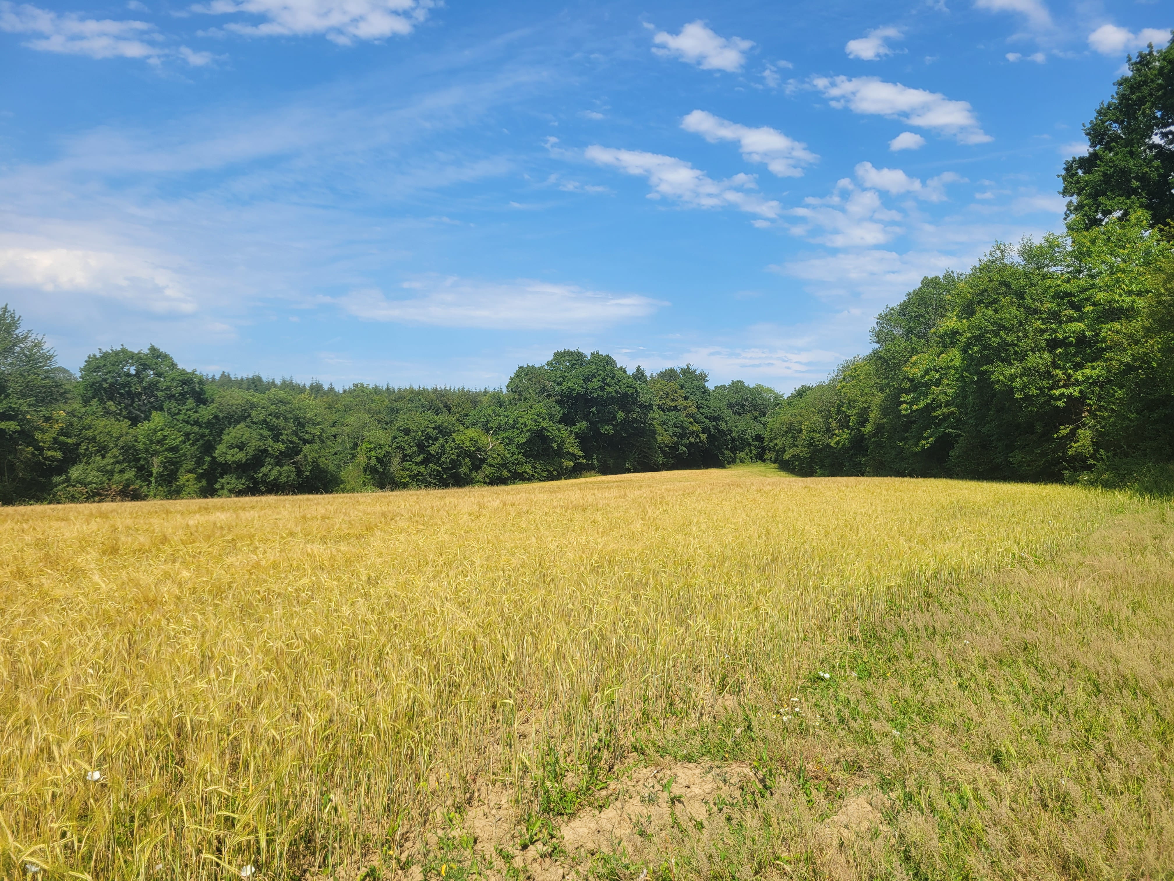 Nouveau Boisement diversifié à Saint-Sauveur-le-Vicomte