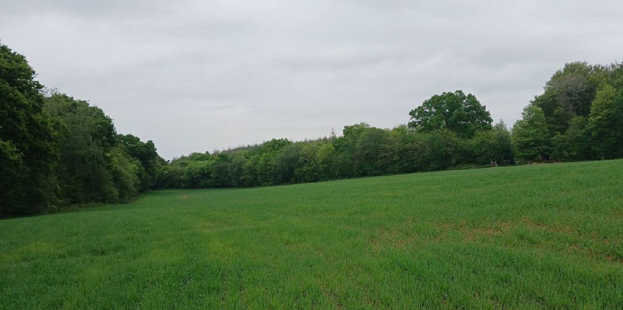 Nouveau Boisement diversifié à Saint-Sauveur-le-Vicomte — 2