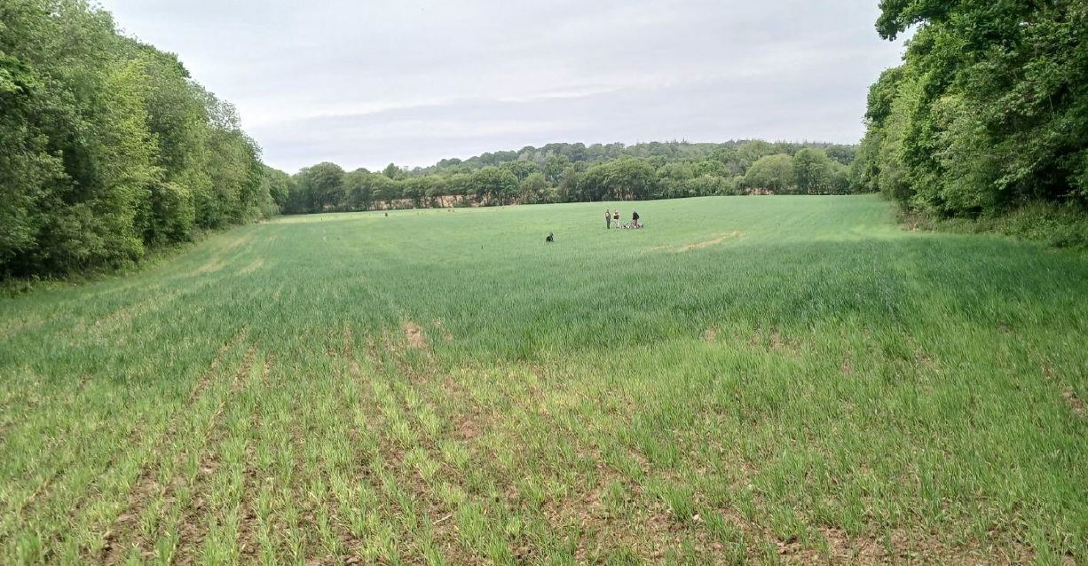 Nouveau Boisement diversifié à Saint-Sauveur-le-Vicomte — 1