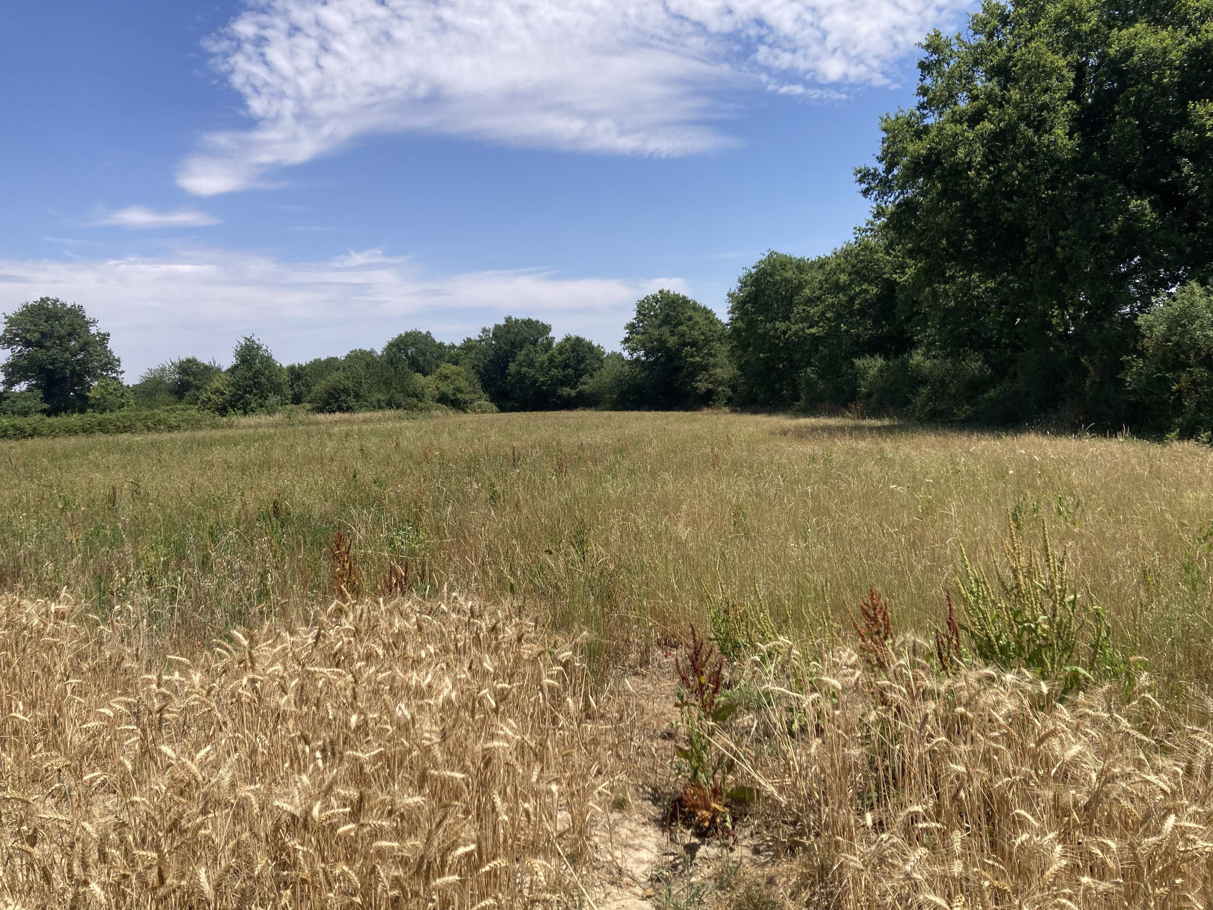 Boisement de 16,22 hectares à La Boissière-des-Landes