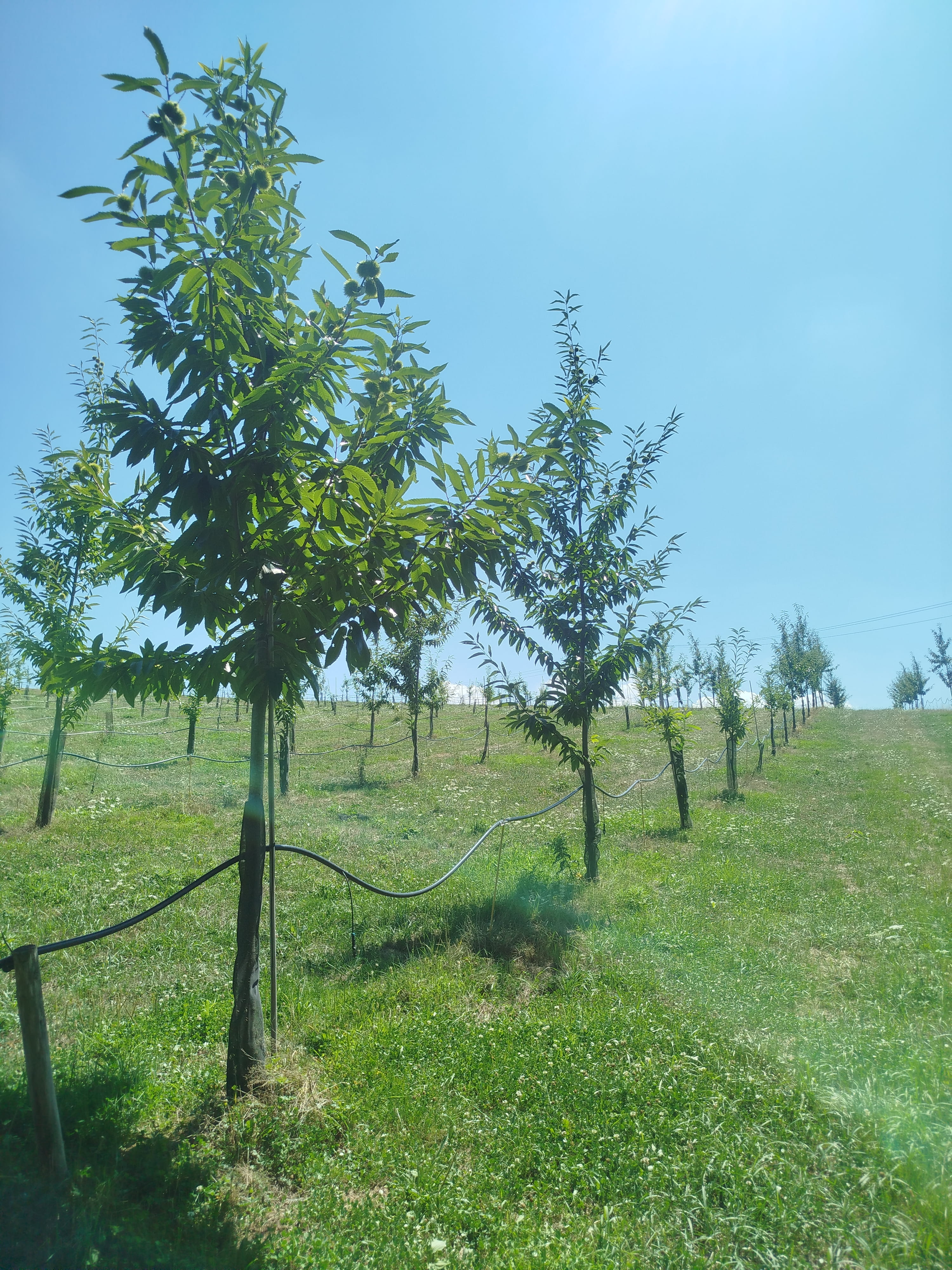 Plantation de châtaigniers en Corrèze