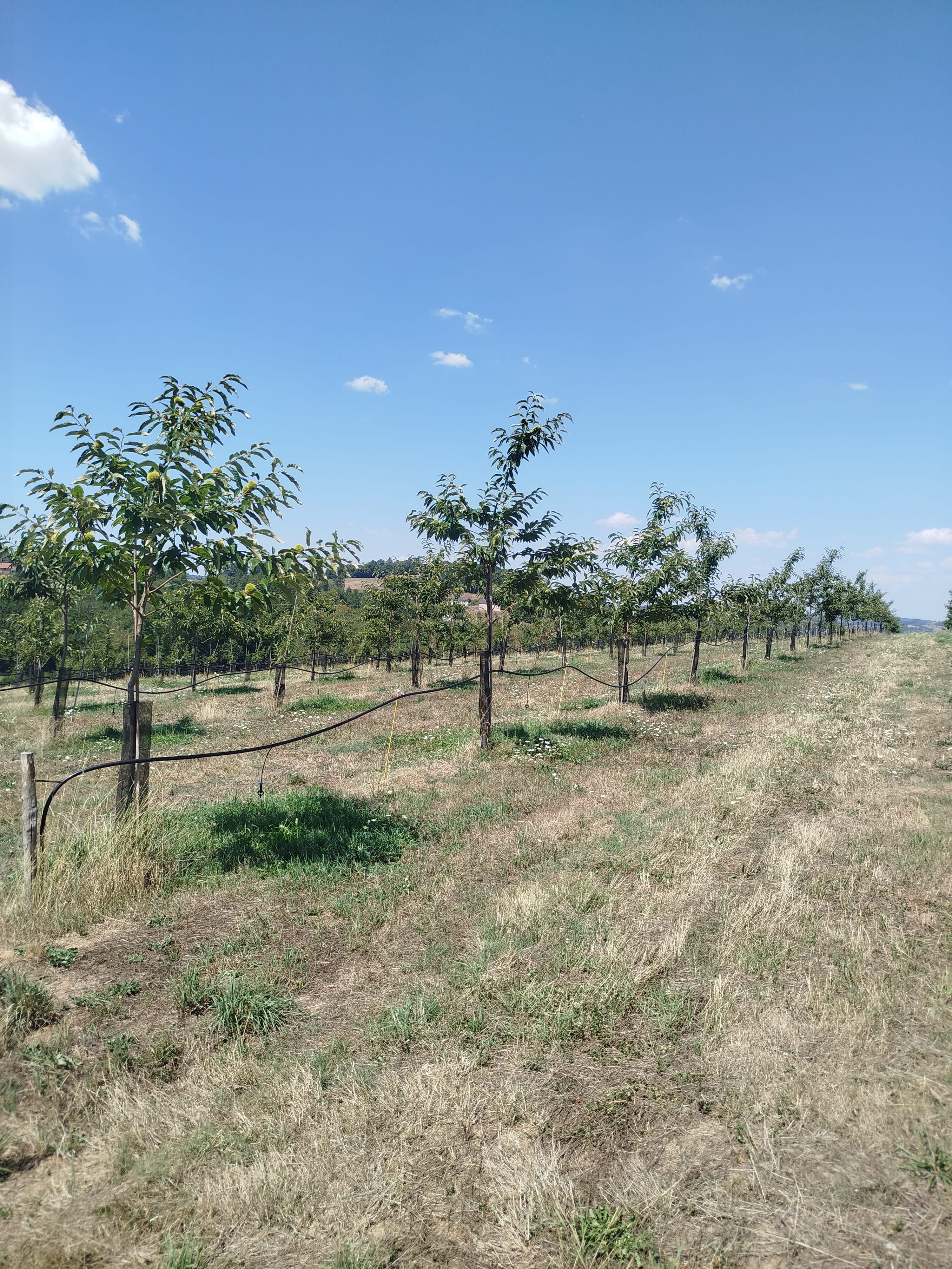 Plantation de châtaigniers en Corrèze — 2