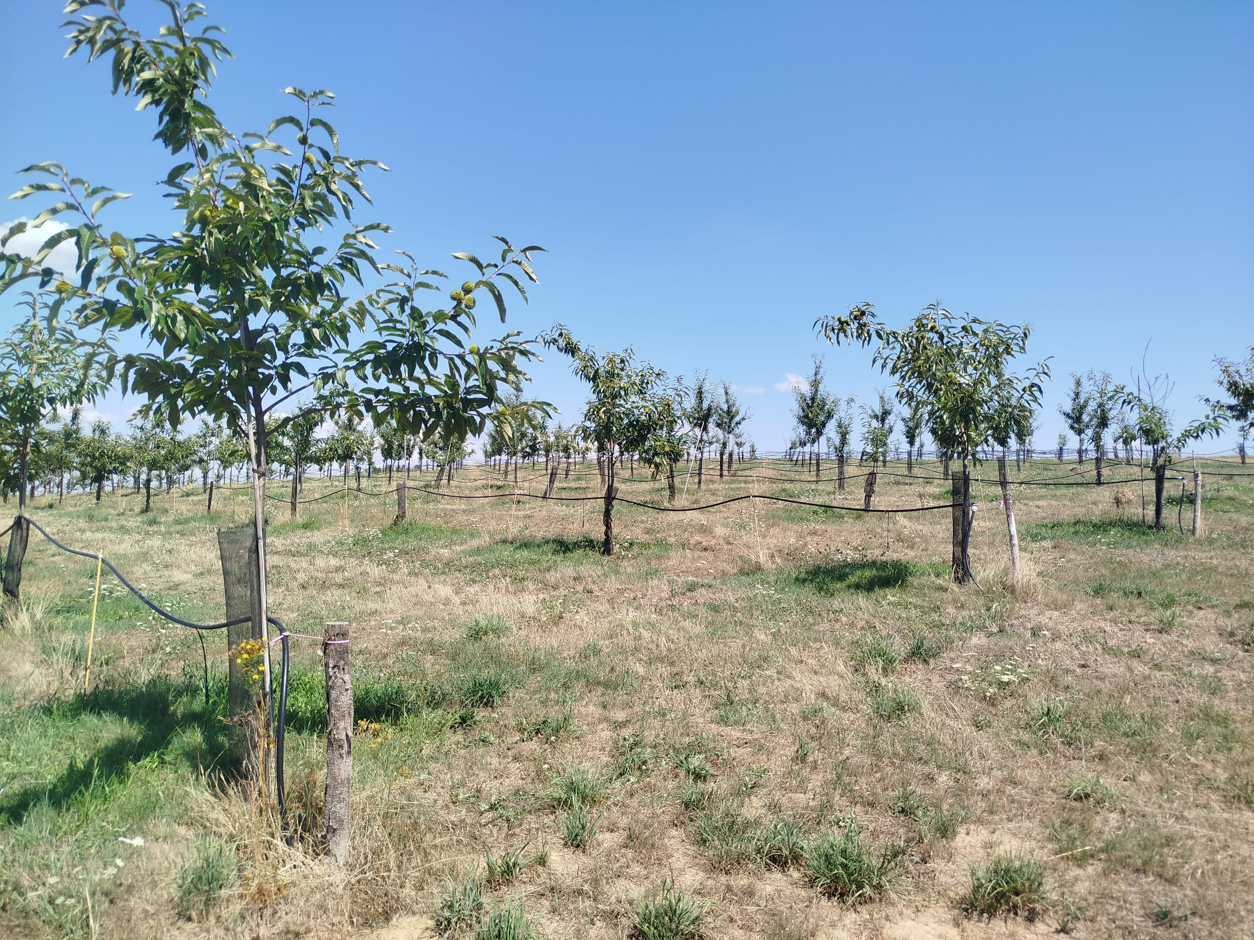 Plantation de châtaigniers en Corrèze — 1
