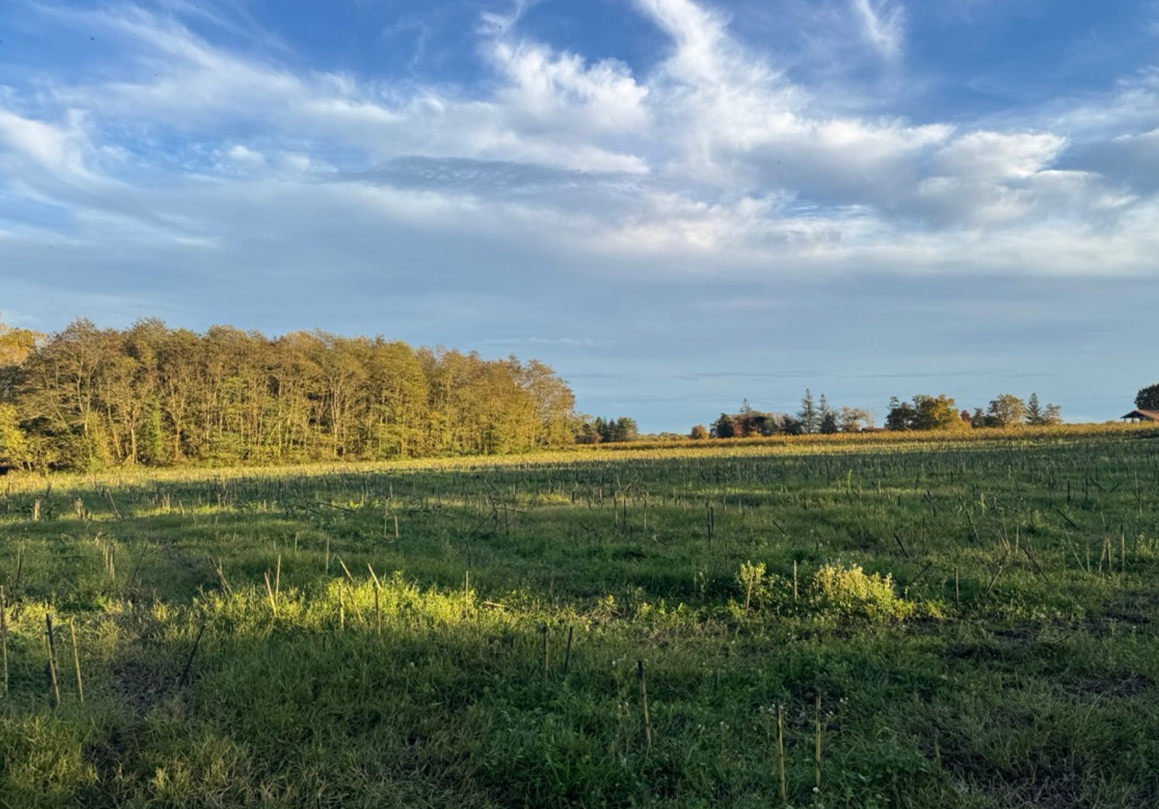 Nouveau boisement de 8,12 hectares à Castelnau d'Auzan Labarrère