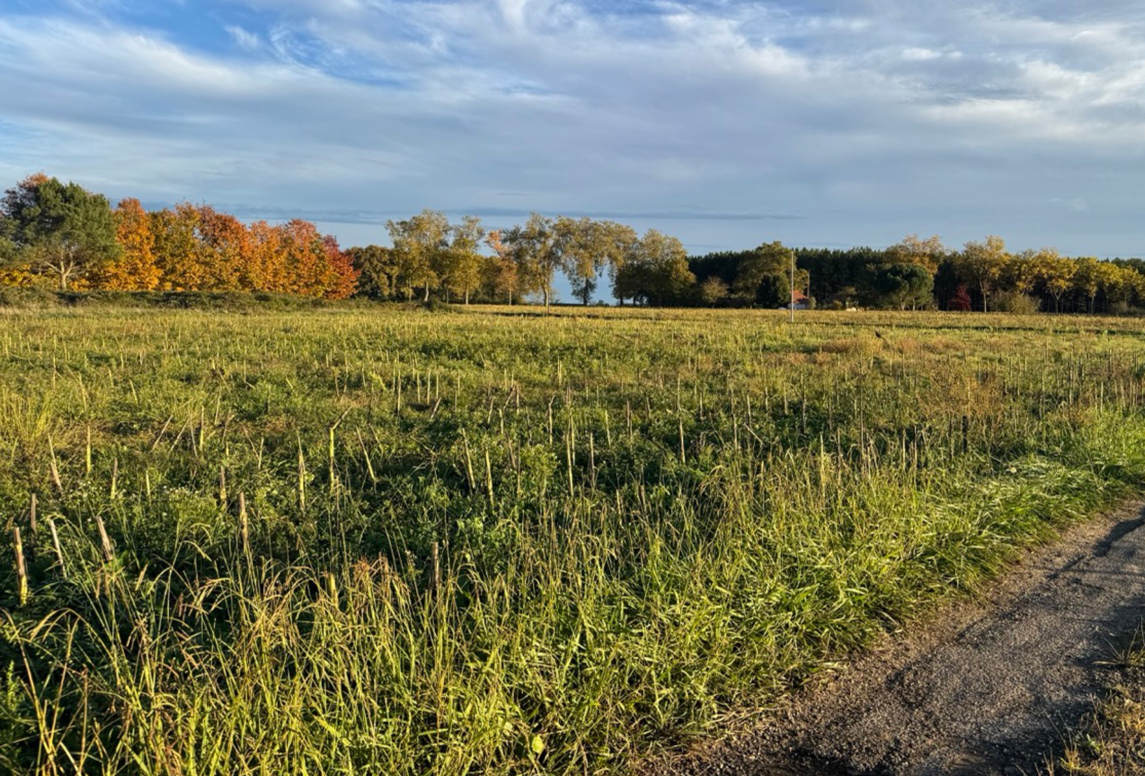 Nouveau boisement de 8,12 hectares à Castelnau d'Auzan Labarrère — 1