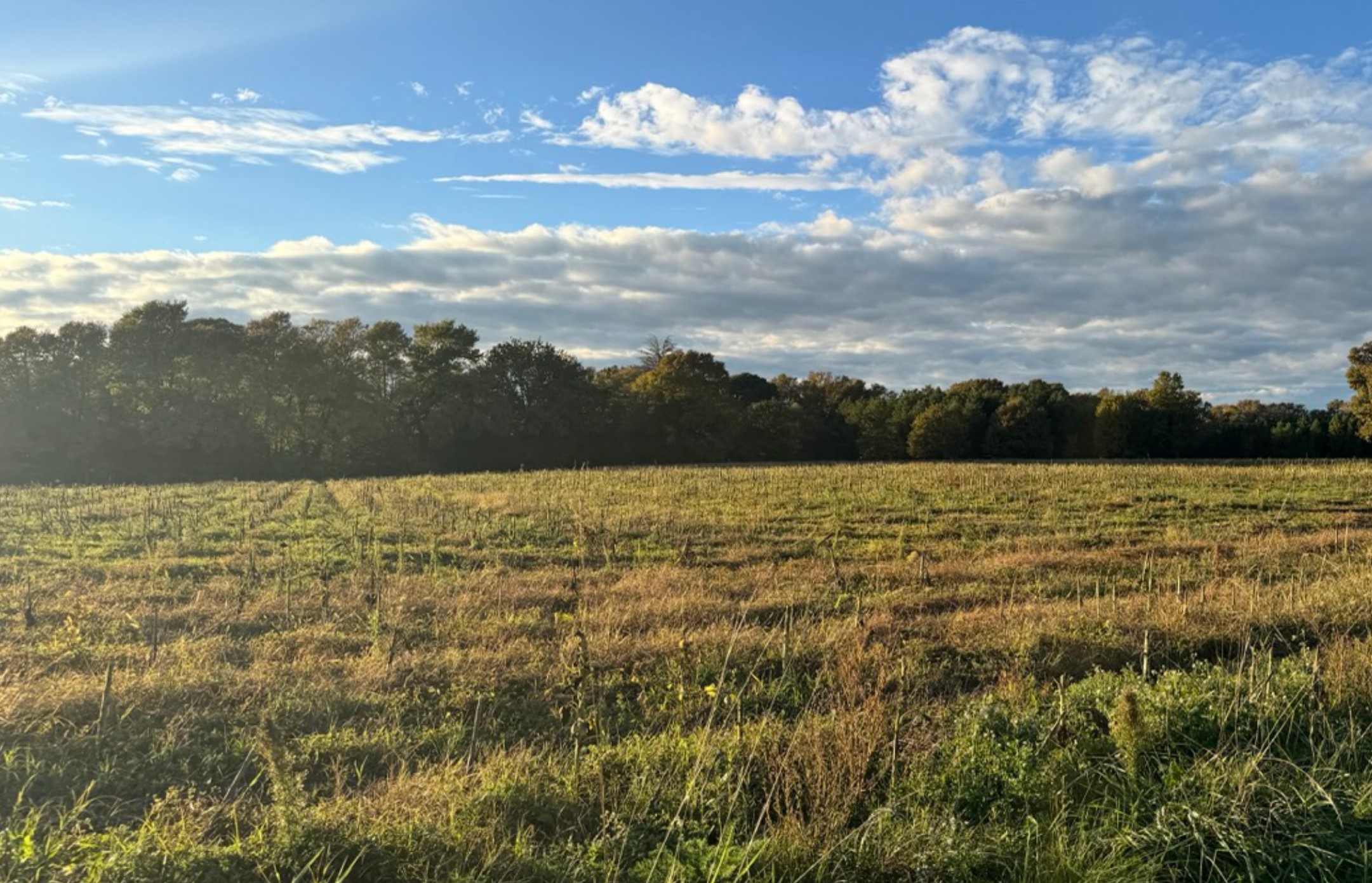 Nouveau boisement de 8,12 hectares à Castelnau d'Auzan Labarrère — 2