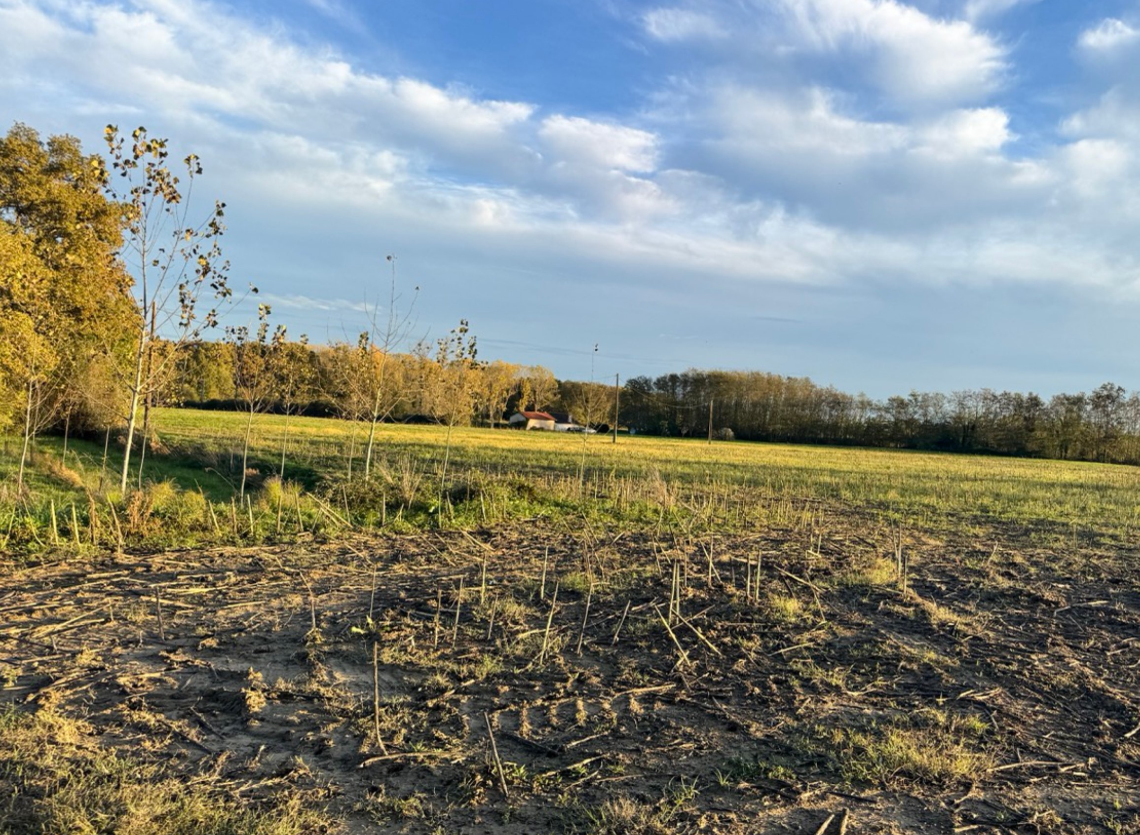 Creation of 8.2 hectares of woodland in the Gers — 1